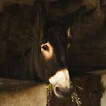 Lejlighed Terrasense Mountain Charm Retreat & Farm Videmonte