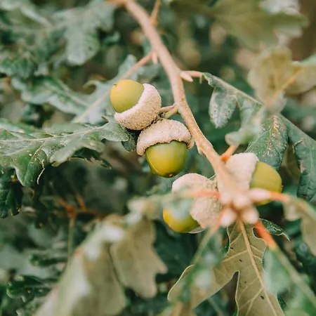 Apartment Terrasense Mountain Charm Retreat & Farm