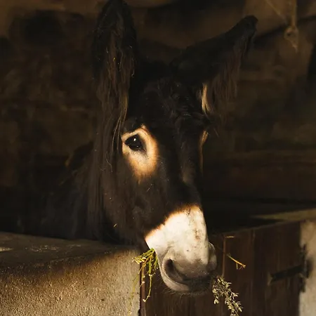 Lejlighed Terrasense Mountain Charm Retreat & Farm Videmonte