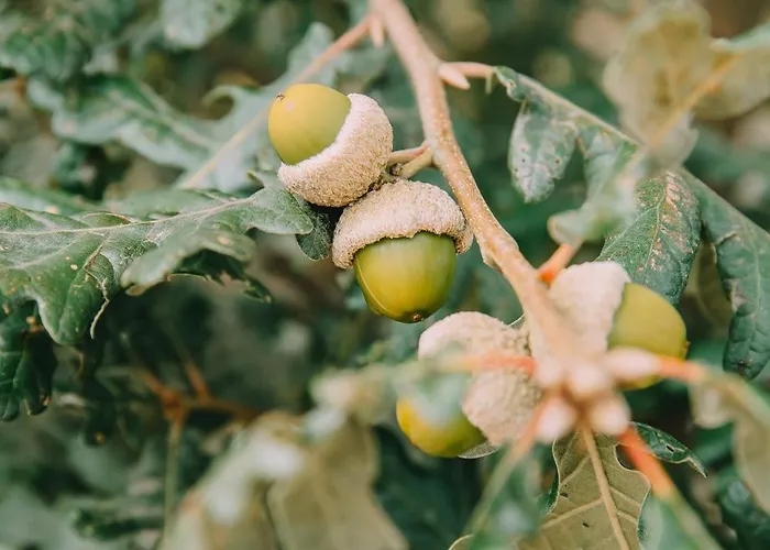 Appartamento Terrasense Mountain Charm Retreat & Farm